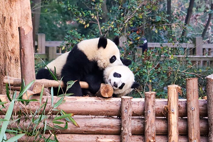 Giant panda in Chengdu